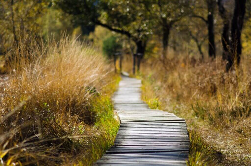 No diy toddler activities A path through tall grass. Taking a walk is a great No diy toddler activities.