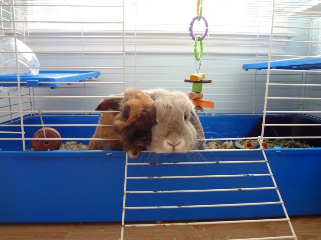 Two of my first Holland Lops. "Teddy" on the left, and "Honey Muffin" on the right. I've wanted to start a blue eyed white holland lop rabbitry since shortly after this picture was taken circa 2009